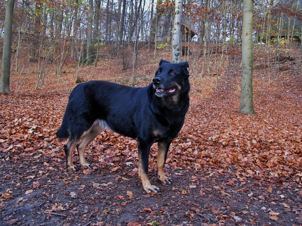 Lola in het herfstbos