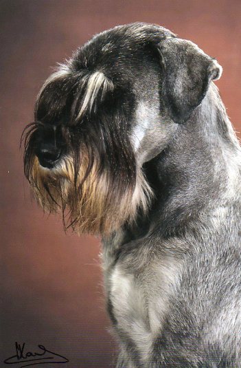 Schnauzer