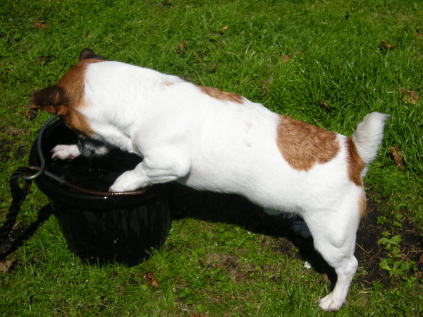 Jack Russell Terrier