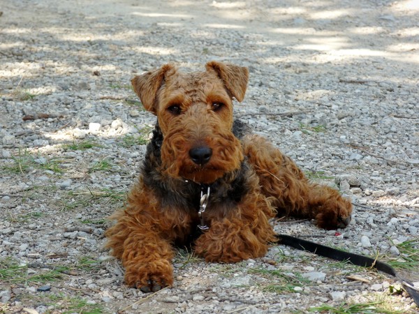 Welsh Terrier