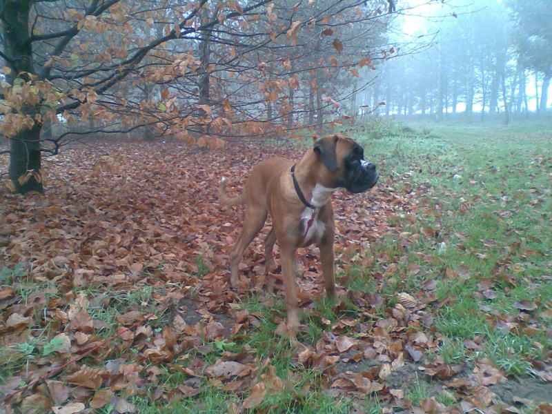 De herfst levert mooie plaatjes op