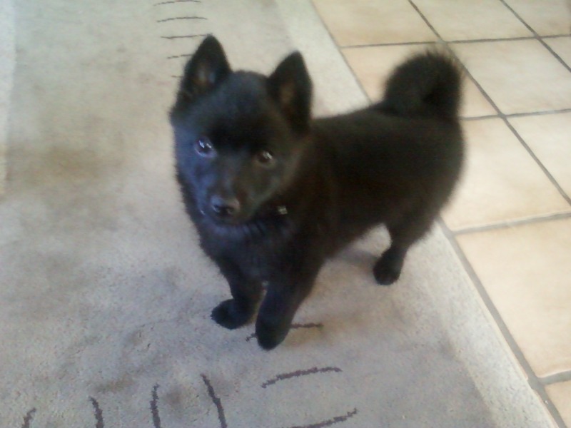Schipperke