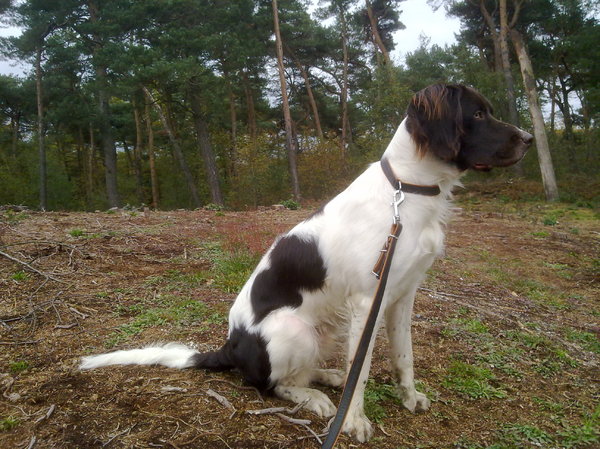 Drentsche Patrijshond