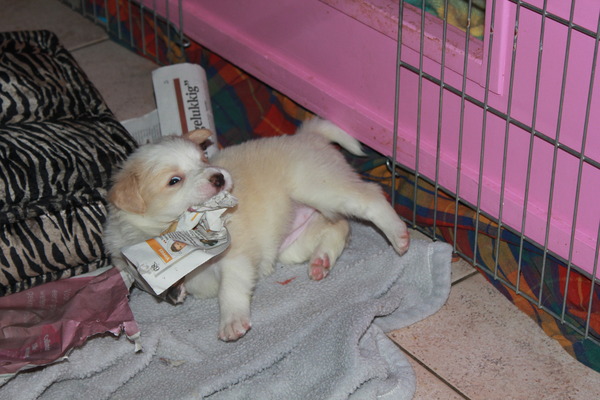 Sharilin Border Collie's