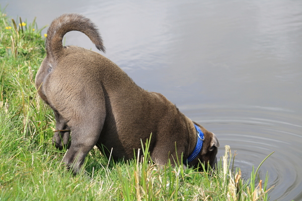 SharPei  teefje ANGEL A FRIEND FOR LIFE