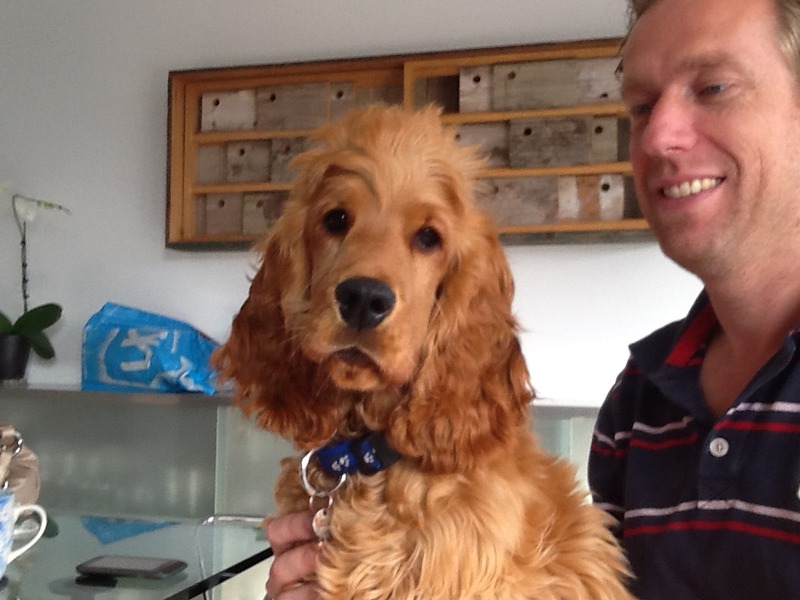 Engelse Cocker Spaniel