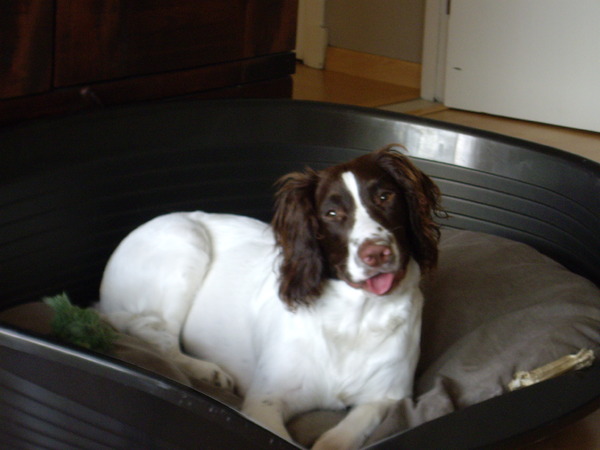 Engelse Springer Spaniel