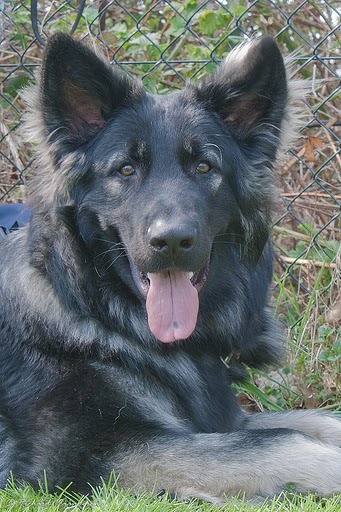 Shiloh Shepherd