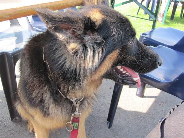 Oud Duitse Herdershond