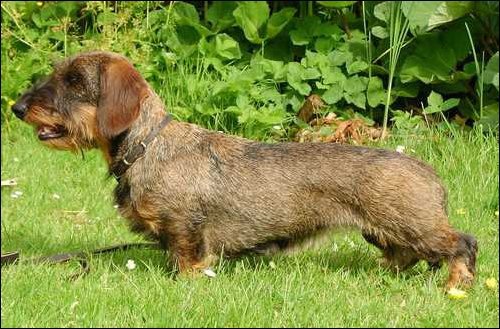 uijt de Praktijck, ruwhaar teckels