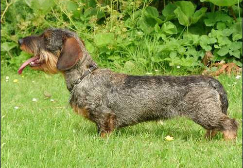 uijt de Praktijck, ruwhaar teckels