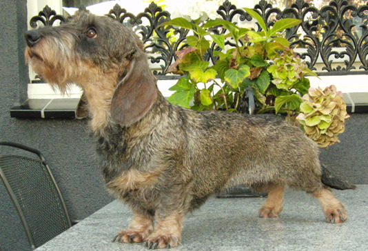 uijt de Praktijck, ruwhaar teckels