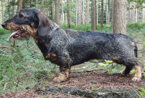 uijt de Praktijck, ruwhaar teckels