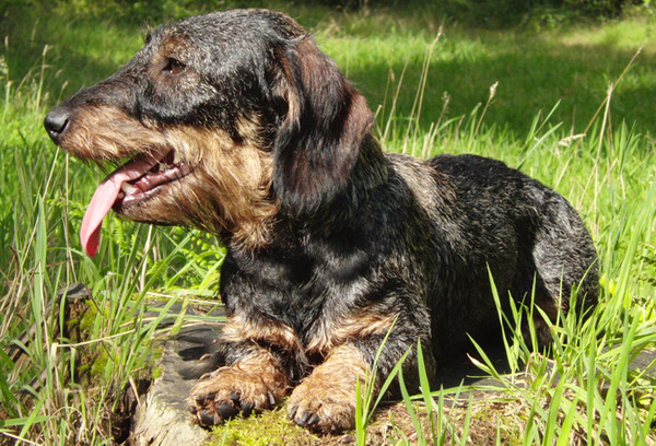 uijt de Praktijck, ruwhaar teckels