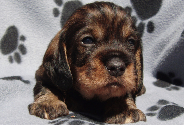 uijt de Praktijck, ruwhaar teckels