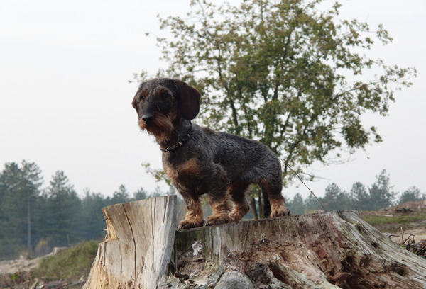 uijt de Praktijck, ruwhaar teckels