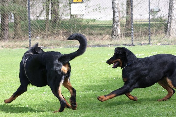 Beauceron