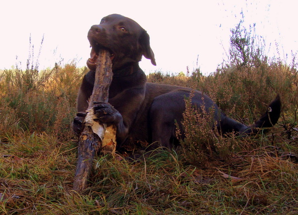 Heerlijk met mijn stok in de herfst