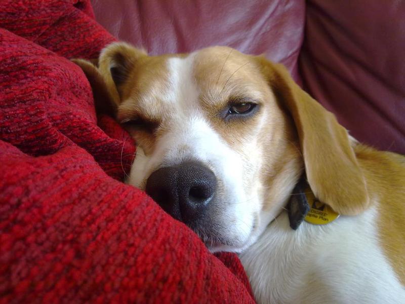 Beagle