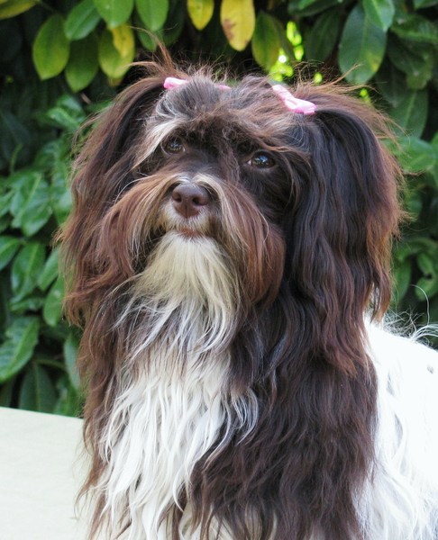 mis Amores Pequenios