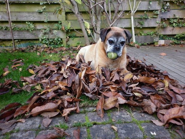 ik lig niet in de weg, toch?