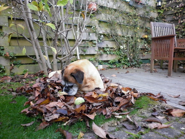 Herfstgeur opsnuiven