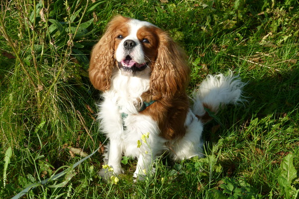 Cavalier King Charles Spaniel