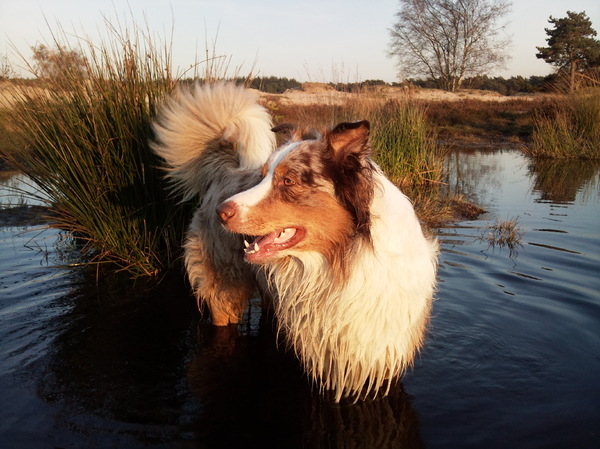 Lootah mooi in de herfst