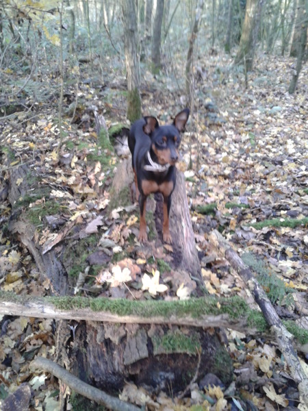 Lina in het Lage Bergse Bos