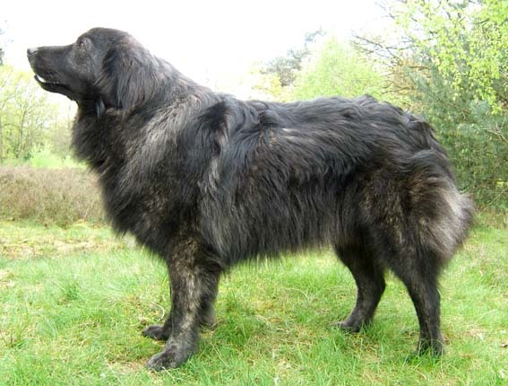 Krazski Ovcar