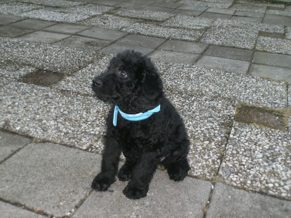 Labradoodle