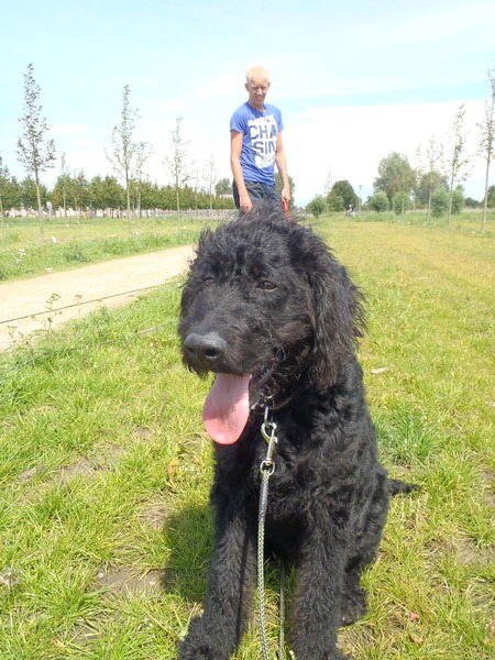 Labradoodle