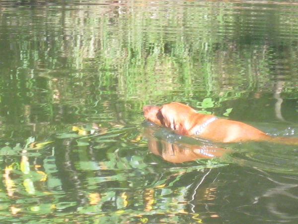 Vizsla (Hongaarse staande hond)