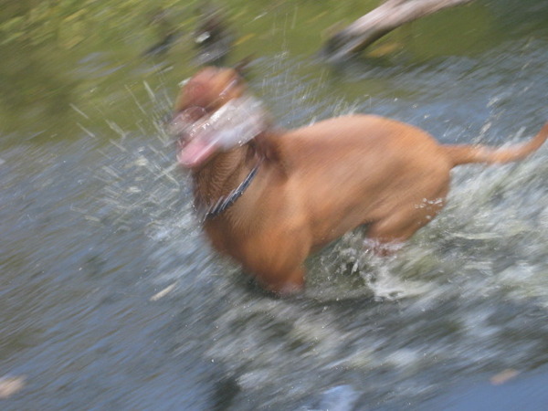 Vizsla (Hongaarse staande hond)