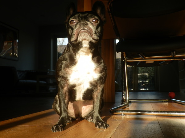 Franse Bulldog