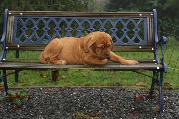 v.kailanka's bordeaux dog kennel