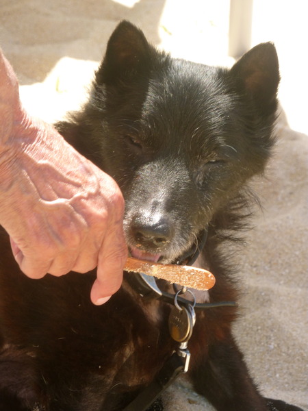 Schipperke