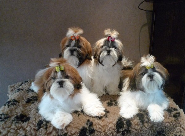 Shih Tzu