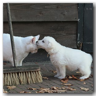 Help je mee die blaadjes opruimen?