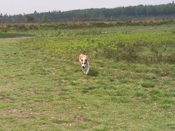 gino in de tijger sprint ..!!!! 