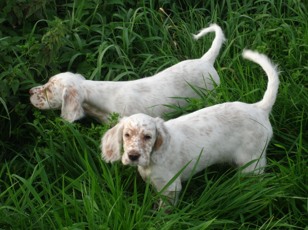 FANCHON FCI reg.nr: 27012