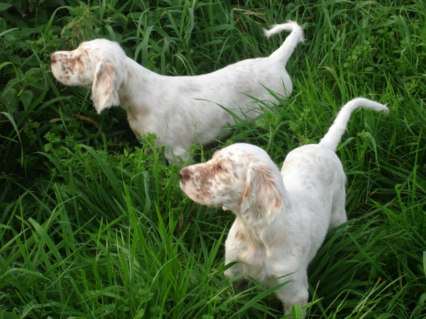 FANCHON FCI reg.nr: 27012