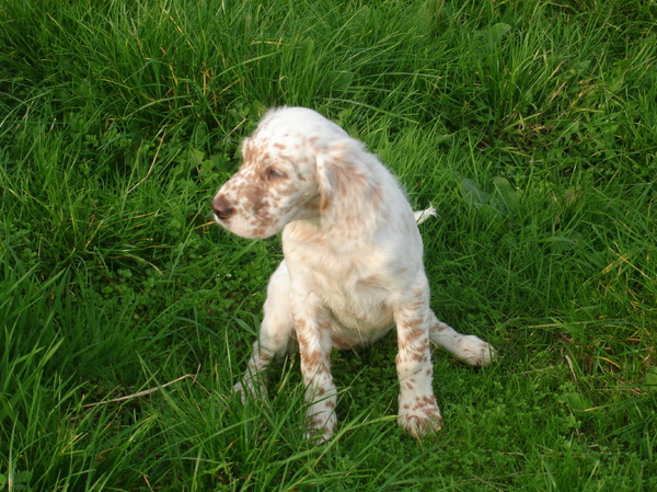 FANCHON FCI reg.nr: 27012