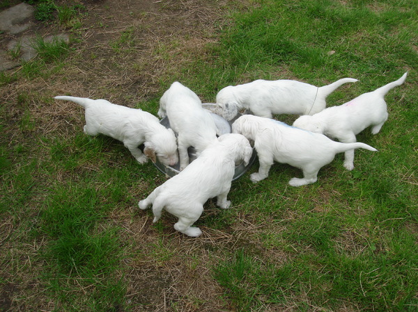 FANCHON FCI reg.nr: 27012