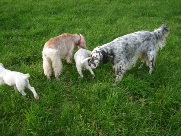 FANCHON FCI reg.nr: 27012