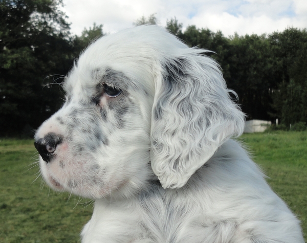 FANCHON FCI reg.nr: 27012