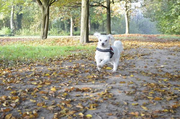 Joris gaat uit zijn dak.