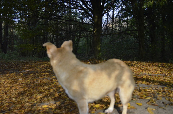 Mijmeren over vroeger....