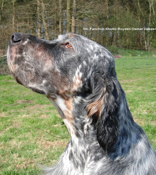 FANCHON FCI reg.nr: 27012