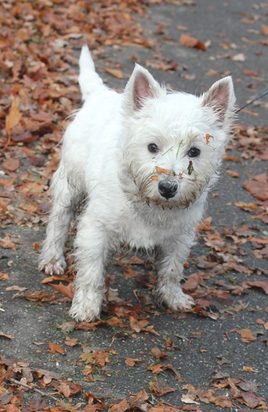 Voor het eerst in de bladeren wandelen!
